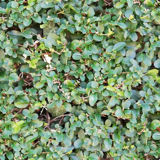 Bush edge leaves is a royalty free texture in the category: seamless pot tileable leaves pattern nature bush plant edge